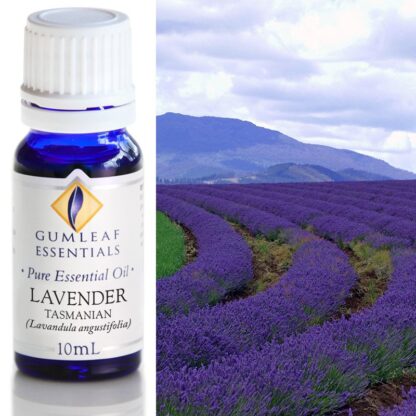 Tasmanian Lavender field