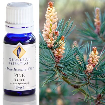 Pine essential oil with pine plant photo